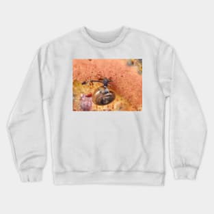 Tiny snail on mushroom Crewneck Sweatshirt